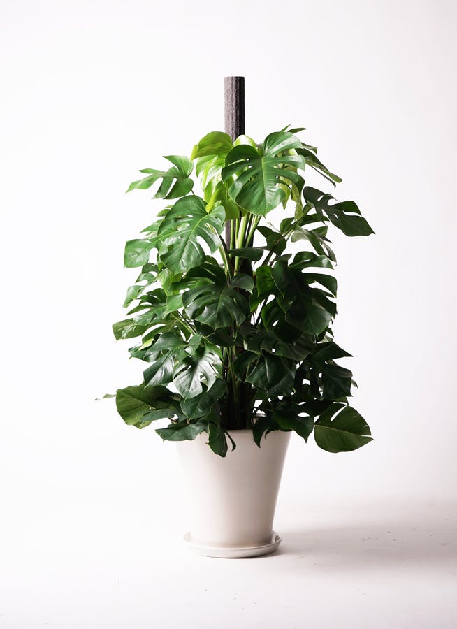 観葉植物 モンステラ 10号 ヘゴ柱 サブリナ 白 付き | 観葉植物なら