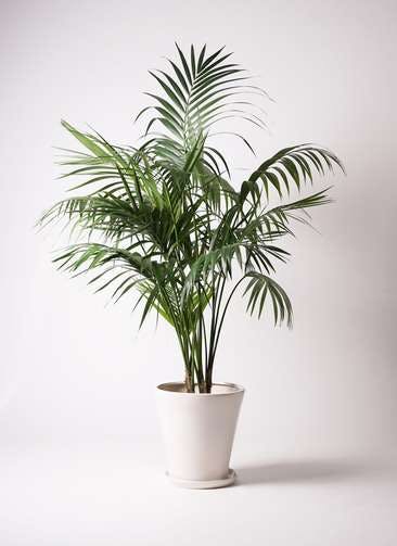 ケンチャヤシ | 観葉植物の通販ならHitoHana(ひとはな)