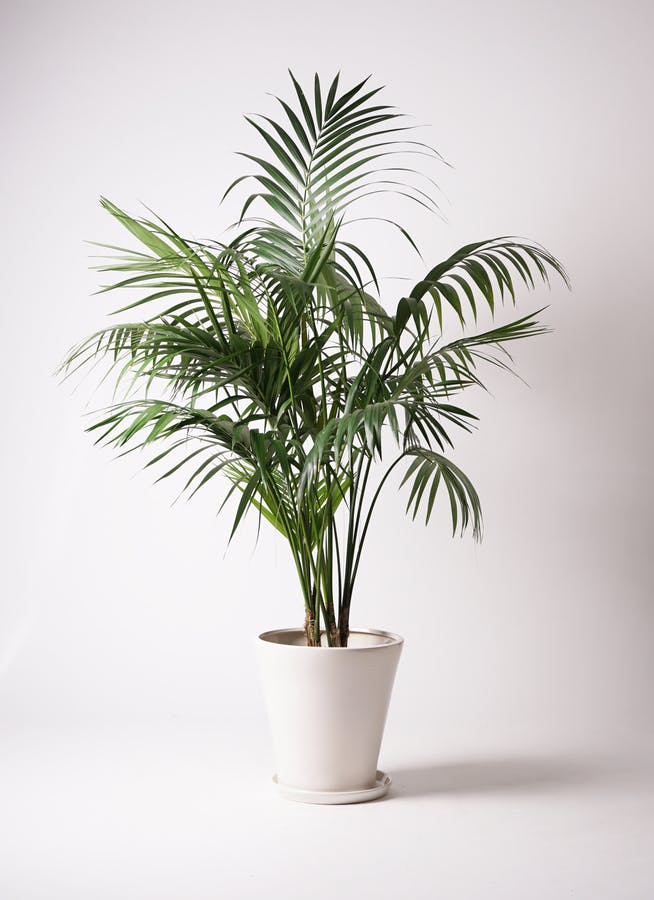 【はる⚠富山県】スタイリッシュでリゾート感満載♪ケンチャヤシ 10号鉢 はる⚠富山県】スタイリッシュでリゾート感満載♪ケンチャヤシ