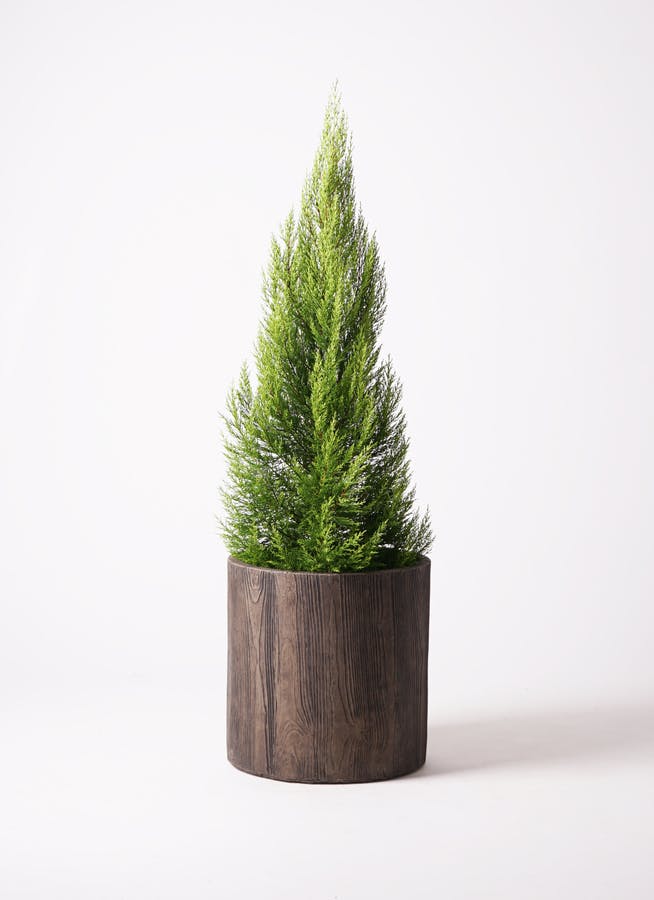 ゴールドクレスト | 観葉植物通販HitoHana(ひとはな)