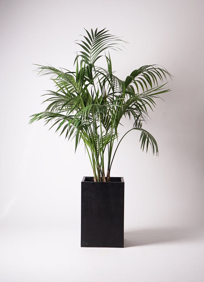 観葉植物 ケンチャヤシ 10号 セドナロング 墨 付き | 観葉植物なら