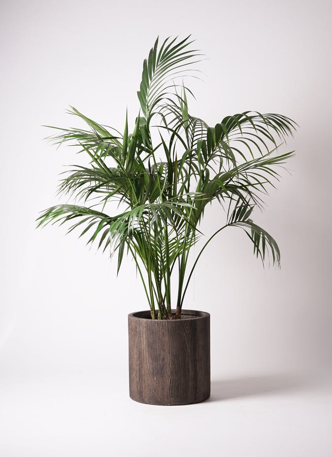 ケンチャヤシ 10号 | 観葉植物の通販ならHitoHana（ひとはな）