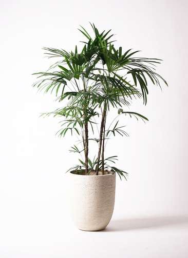 観葉植物 シュロチク（棕櫚竹） 10号 ビアスアルトエッグ 白 付き