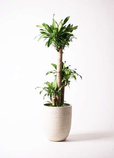 観葉植物 ドラセナ 幸福の木 10号 ノーマル ビアスアルトエッグ 白 付き