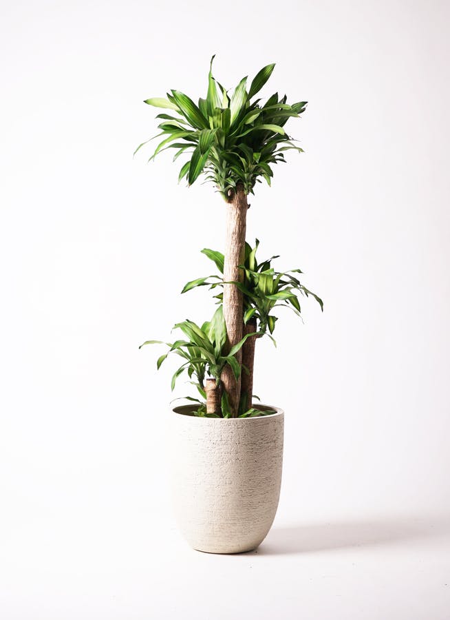 観葉植物 大型 ドラセナ マッサンゲアナ 幸福の木 10号 | 移転