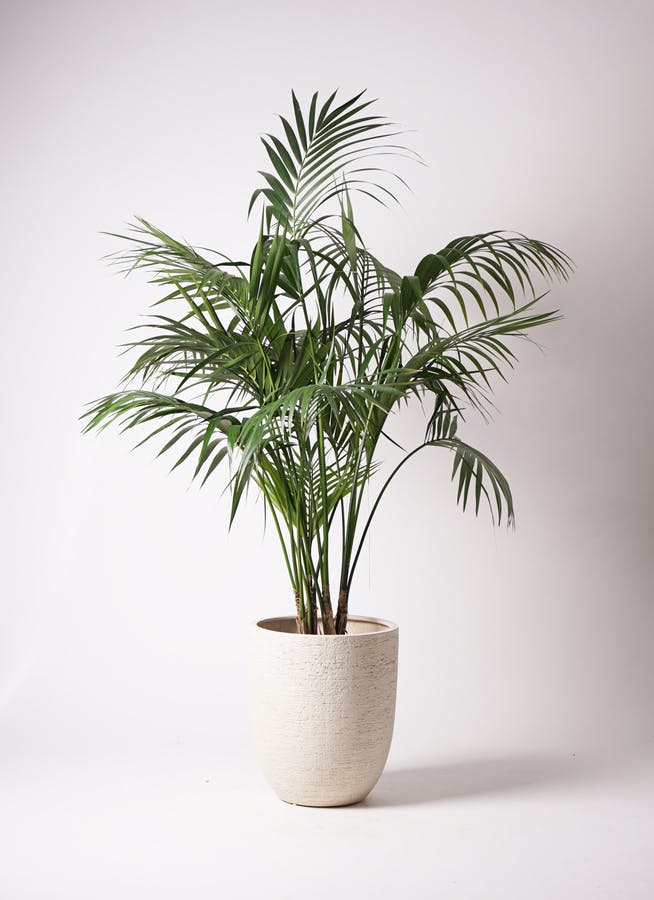 【umazaemon】定価8万円　特大　ケンチャヤシ　ボタニカル　植物 1.jpg