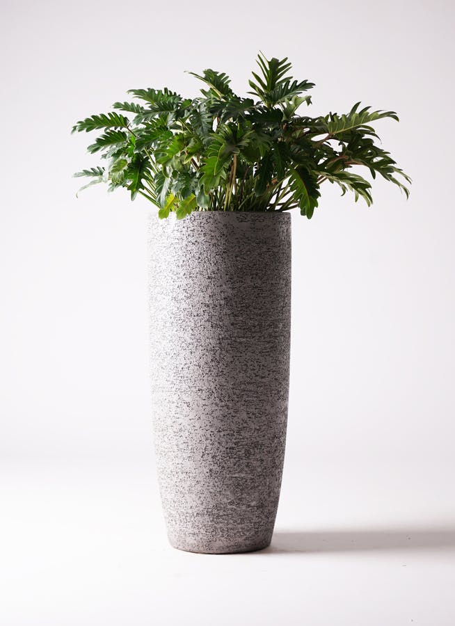 フィロデンドロン クッカバラ | 観葉植物通販HitoHana(ひとはな)