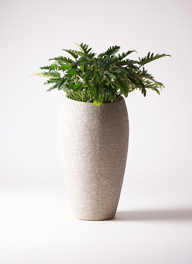 観葉植物  フィロデンドロン クッカバラ 園芸ネット本店｜フィロデンドロン：クッカバラ 8号鉢植え25-04 の通販