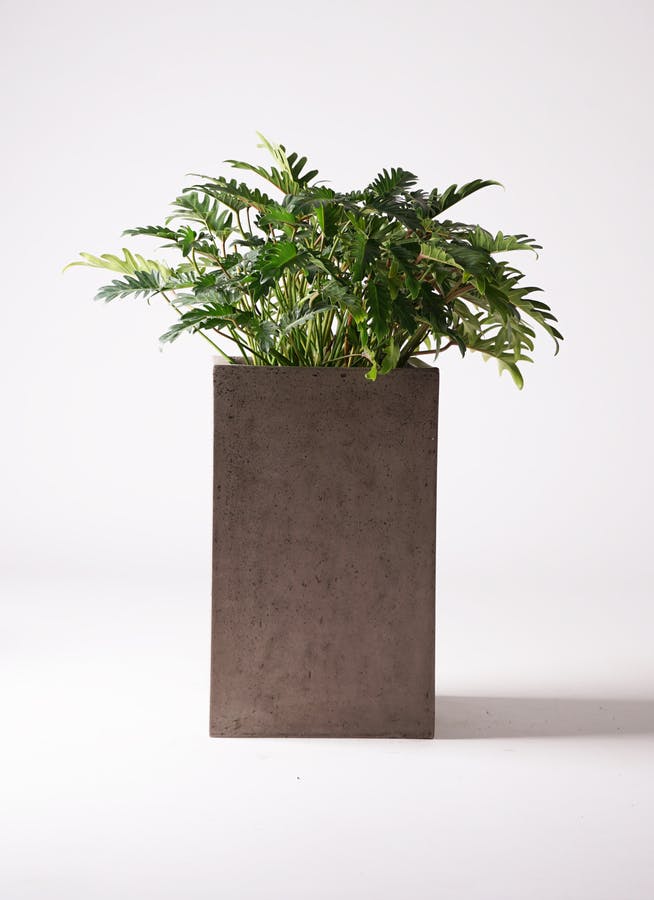 フィロデンドロン クッカバラ | 観葉植物通販HitoHana(ひとはな)