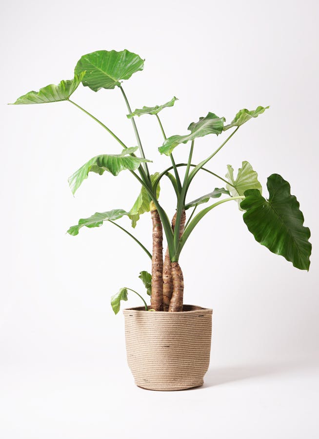 クワズイモ 大型 | 観葉植物通販HitoHana(ひとはな)