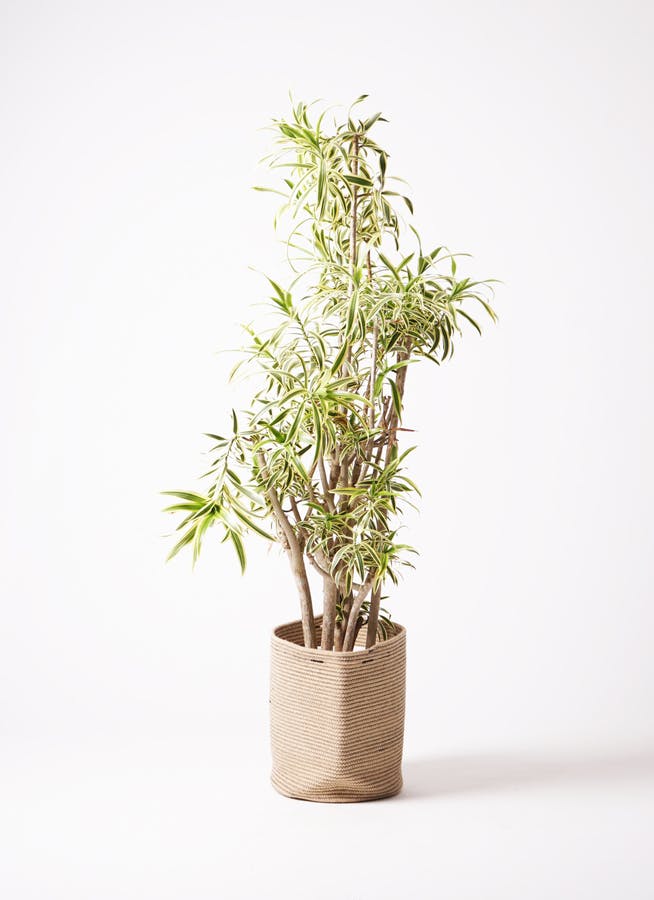 観葉植物 ドラセナ ソング オブ インディア 10号 リブバスケット
