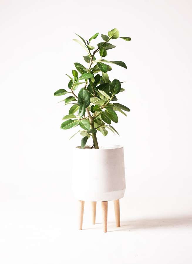 観葉植物 フィカス ベンガレンシス 7号 ストレート ファイバークレイ White 付き 観葉植物ならhitohana ひとはな 観葉植物 フィカス ベンガレンシス 7号 ストレート ファイバークレイ White 付き 観葉植物ならhitohana ひとはな