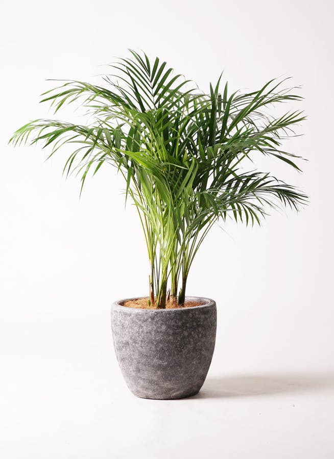 アレカヤシ 大型 | 観葉植物通販HitoHana(ひとはな)