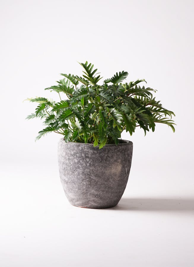 クッカバラ 7号 | 観葉植物通販HitoHana(ひとはな)