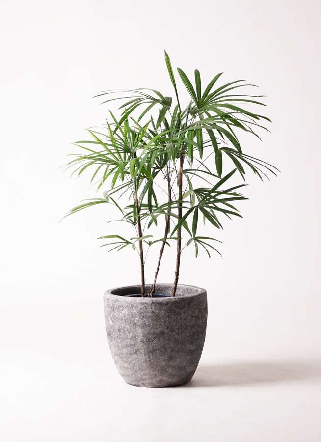 観葉植物 シュロチク 棕櫚竹 8号 アビスソニアミドル 灰 付き 観葉植物ならhitohana ひとはな 観葉植物 シュロチク 棕櫚竹 8号 アビスソニアミドル 灰 付き 観葉植物ならhitohana ひとはな