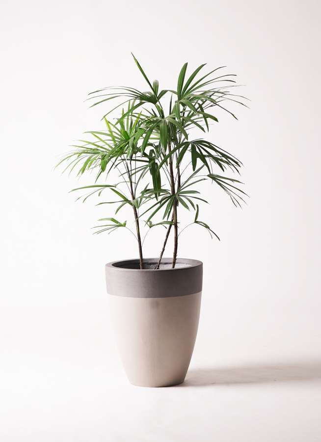 観葉植物 シュロチク（棕櫚竹） 8号 ファイバーストーンカプリ サンディホワイト 付き