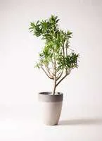 魅力的なドラセナ ソング オブ ジャマイカ 通販おすすめの3選もご紹介 ひとはなノート