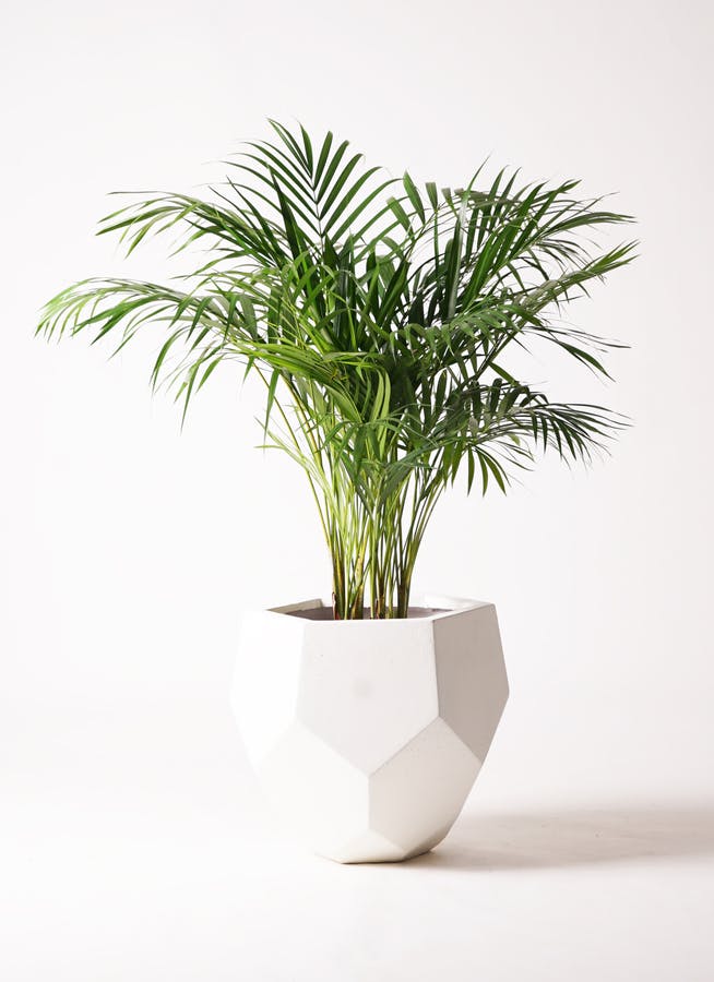 アレカヤシ【大型 観葉植物 8号鉢／1個】｜ 【植物の