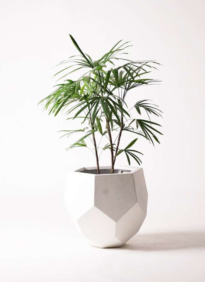 観葉植物 シュロチク（棕櫚竹） 8号 ポリゴヘクサ 白 付き