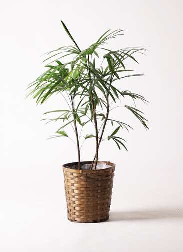 観葉植物 シュロチク（棕櫚竹） 8号 竹バスケット 付き