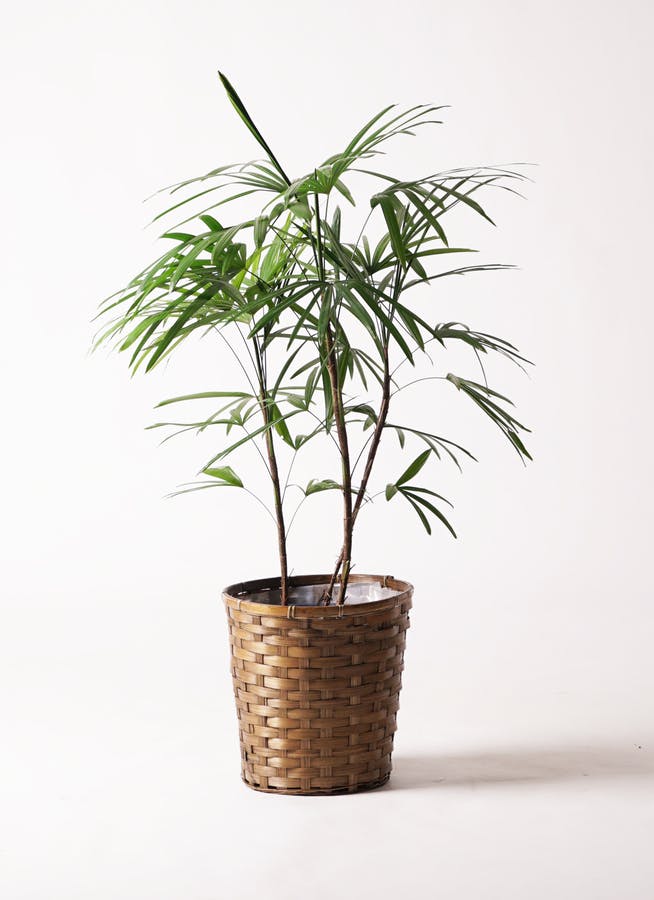 観葉植物 シュロチク（棕櫚竹） 8号 竹バスケット 付き | 観葉植物なら