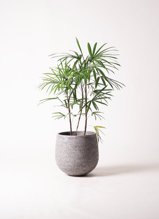 観葉植物 シュロチク（棕櫚竹） 8号 エコストーンGray 付き | 観葉植物