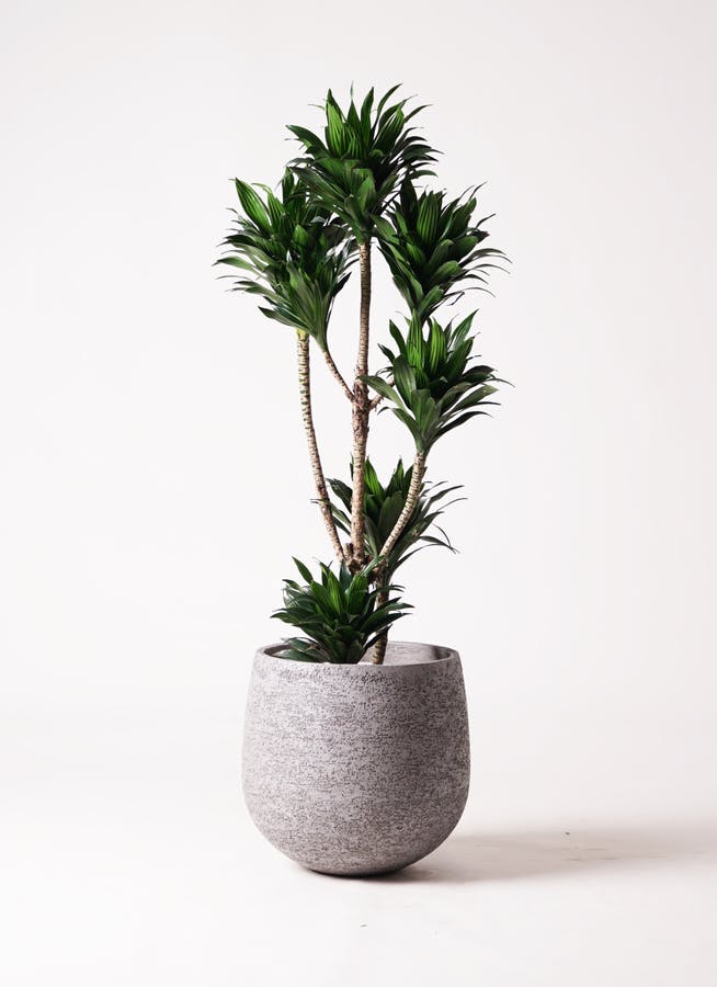 観葉植物 ドラセナ コンパクター 8号 エコストーンGray 付き | 観葉植物ならHitoHana(ひとはな)