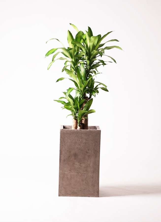 観葉植物 ドラセナ 幸福の木 8号 ノーマル セドナロング グレイ 付き