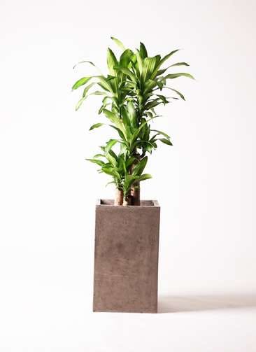 観葉植物 ドラセナ 幸福の木 8号 ノーマル セドナロング グレイ 付き