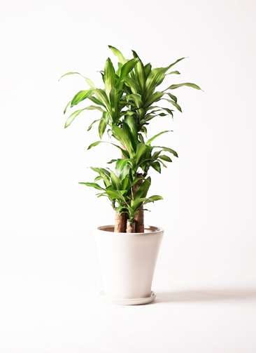 観葉植物 ドラセナ 幸福の木 8号 ノーマル サブリナ 白 付き