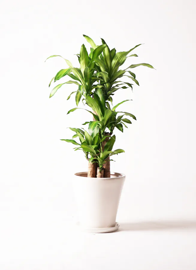 ドラセナ幸福の木 大型 | 観葉植物通販HitoHana(ひとはな)