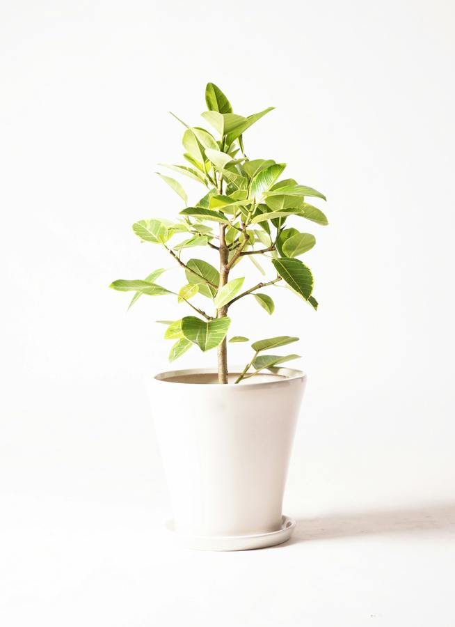 観葉植物 フィカス アルテシーマ 7号 ストレート サブリナ 白 付き
