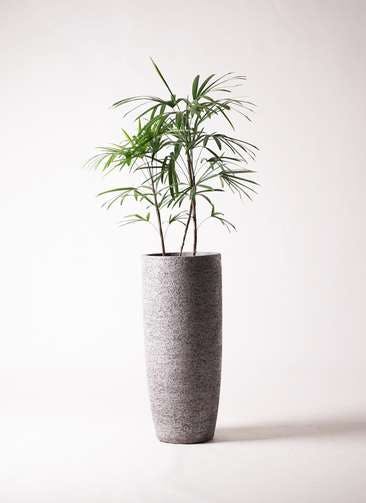 観葉植物 シュロチク（棕櫚竹） 8号 エコストーントールタイプ Gray 付き