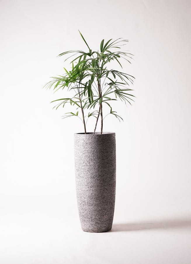 シュロチク 8号 | 観葉植物 | 送料無料でお届け - Hitohana（ひとはな）