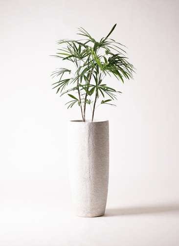 観葉植物 シュロチク（棕櫚竹） 8号 エコストーントールタイプ white 付き