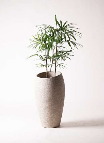 観葉植物 シュロチク（棕櫚竹） 8号 エコストーントールタイプ Light Gray 付き