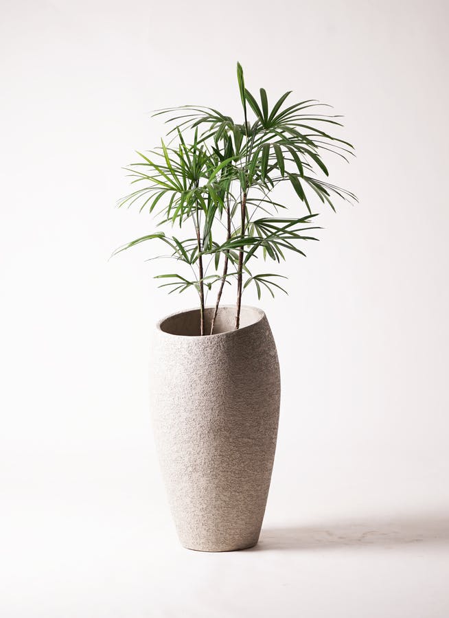 観葉植物 シュロチク（棕櫚竹） 8号 エコストーントールタイプ Light Gray 付き | 観葉植物ならHitoHana(ひとはな)