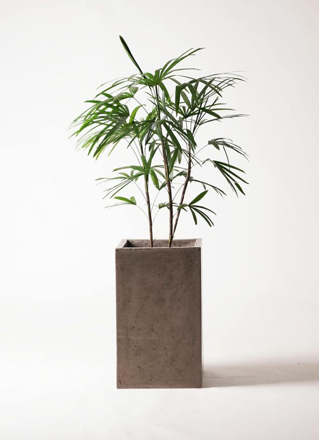 シュロチク 8号 | 観葉植物 | 送料無料でお届け - Hitohana（ひとはな）