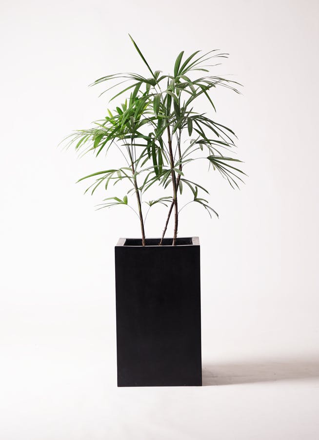 シュロチク（棕櫚竹） | 観葉植物の通販ならHitoHana（ひとはな）