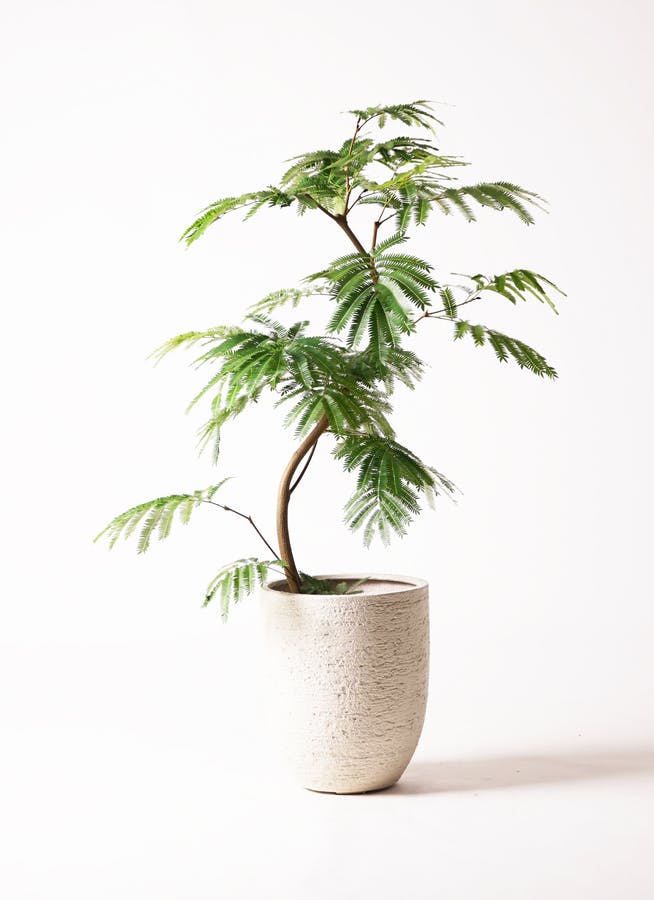 超絶希少❗️曲がり❗️エバーフレッシュ　オーレア✨ 観葉植物 エバーフレッシュ 8号 曲り ビアスアルトエッグ 白 付き