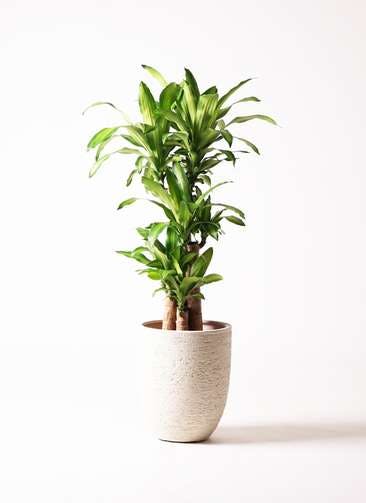 観葉植物 ドラセナ 幸福の木 8号 ノーマル ビアスアルトエッグ 白 付き