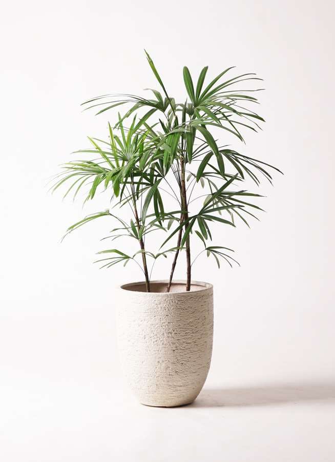 観葉植物 シュロチク（棕櫚竹） 8号 ビアスアルトエッグ 白 付き