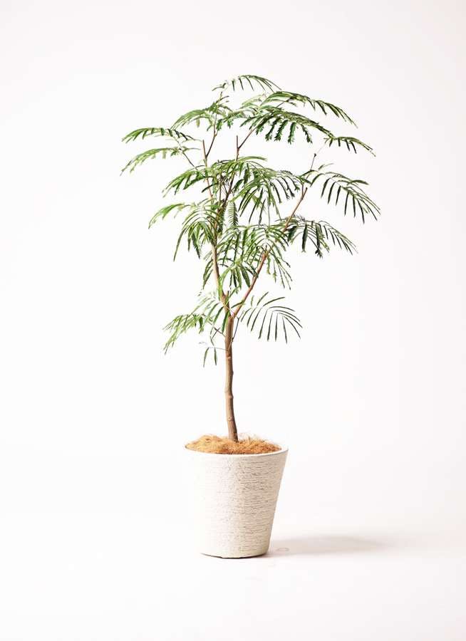 観葉植物 エバーフレッシュ 8号 ボサ造り ビアスソリッド 白 付き 観葉植物ならhitohana ひとはな 観葉植物 エバーフレッシュ 8号 ボサ造り ビアスソリッド 白 付き 観葉植物ならhitohana ひとはな