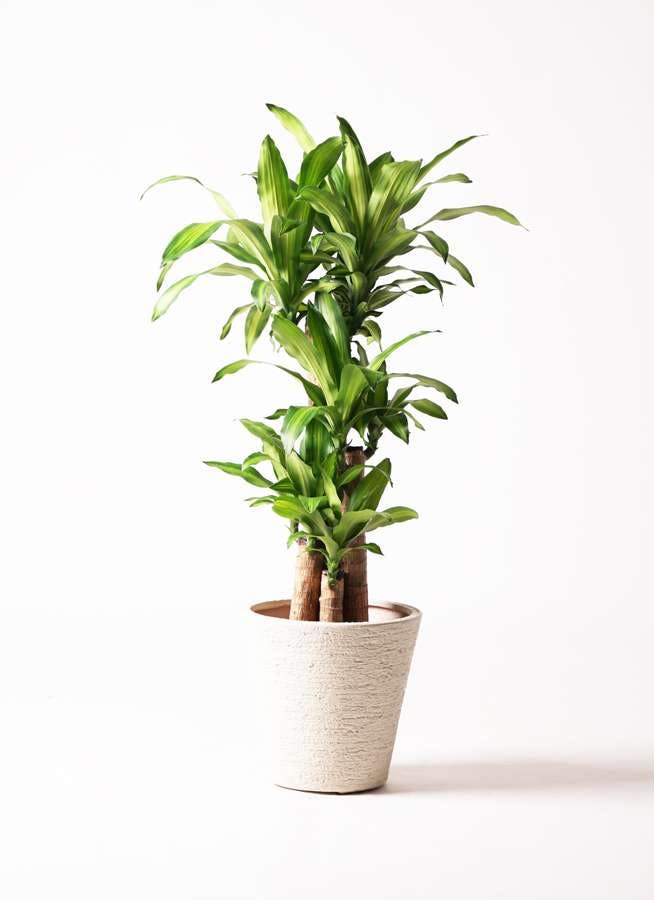 観葉植物 ドラセナ 幸福の木 8号 ノーマル ビアスソリッド 白 付き