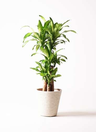 観葉植物 ドラセナ 幸福の木 8号 ノーマル ビアスソリッド 白 付き