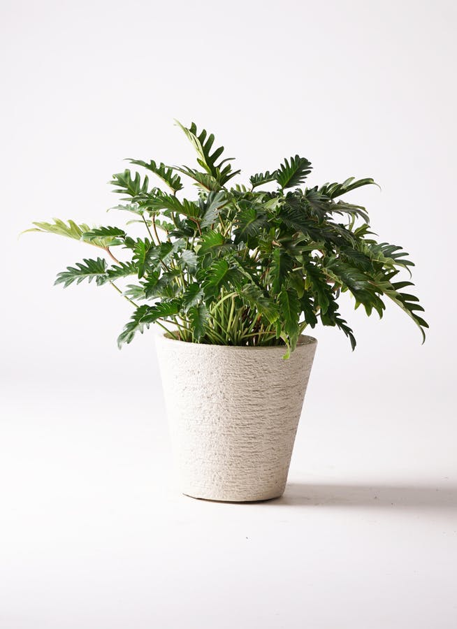 クッカバラ　観葉植物 フィロデンドロン クッカバラ | 観葉植物通販HitoHana(ひとはな)