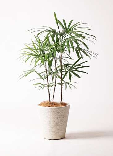 観葉植物 シュロチク（棕櫚竹） 8号 ビアスソリッド 白 付き