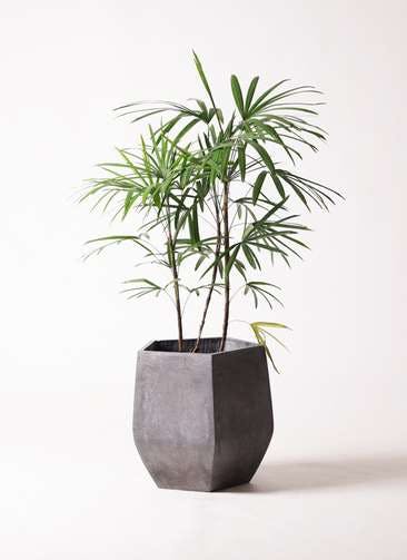 観葉植物 シュロチク（棕櫚竹） 8号 ファイバークレイ Gray 付き