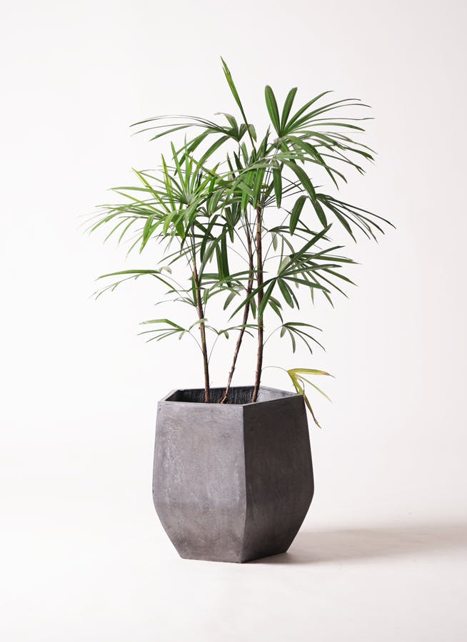 棕櫚竹　シュロチク　8号鉢　115cm 観葉植物　グリーンインテリア