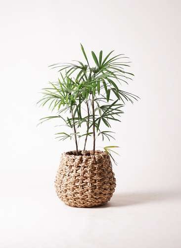 観葉植物 シュロチク（棕櫚竹） 8号 ラッシュバスケット Natural 付き